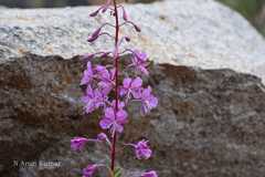 Epilobium angustifolium